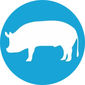 Porcine Allograft